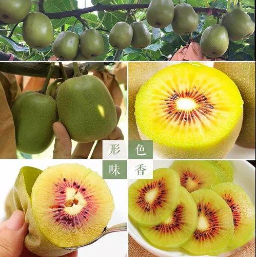 组队吃瓜头像,解锁夏日欢乐新姿势！