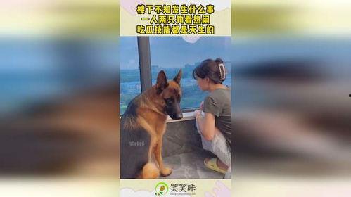 狗看热闹吃瓜,揭秘宠物狗看热闹的趣味瞬间