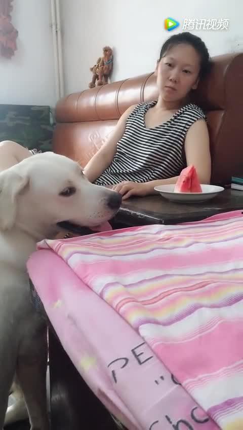 给狗吃瓜的套路图,趣味吃瓜瞬间