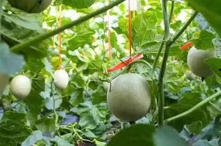 老婆吃网纹瓜,老婆的甜蜜美食之旅