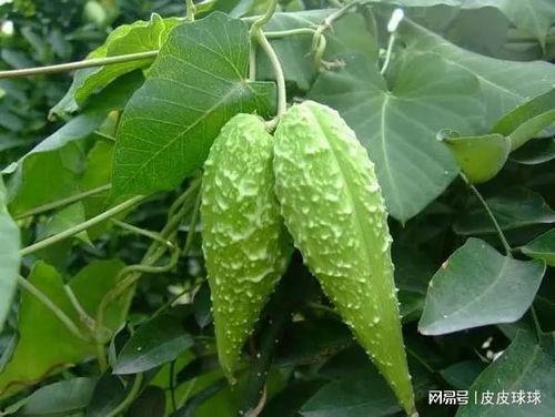 瓢子瓜怎么吃最好,解锁美味新体验