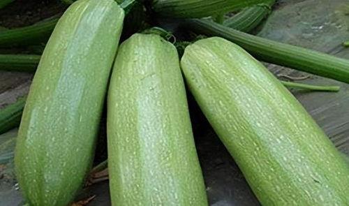 吃九月瓜,探寻九月瓜的独特风味