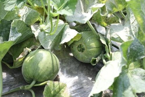 现在正是吃瓜季节,揭秘今夏热门“吃瓜”话题